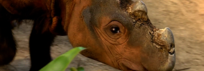 Last U.S. Sumatran rhino on mating mission