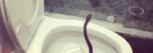 “Don’t Forget to Look Down” – Brett Eldredge Finds a Snake in His Toilet